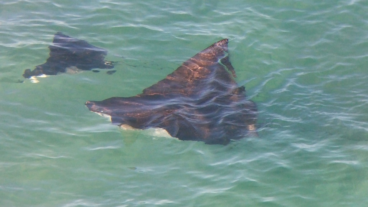 Photo of Others in Makaha