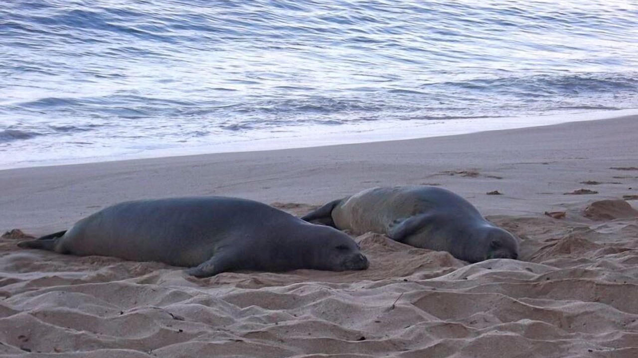 Photo of Others in Makaha
