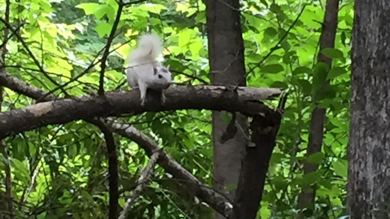 Photo of Others in Pisgah Forest
