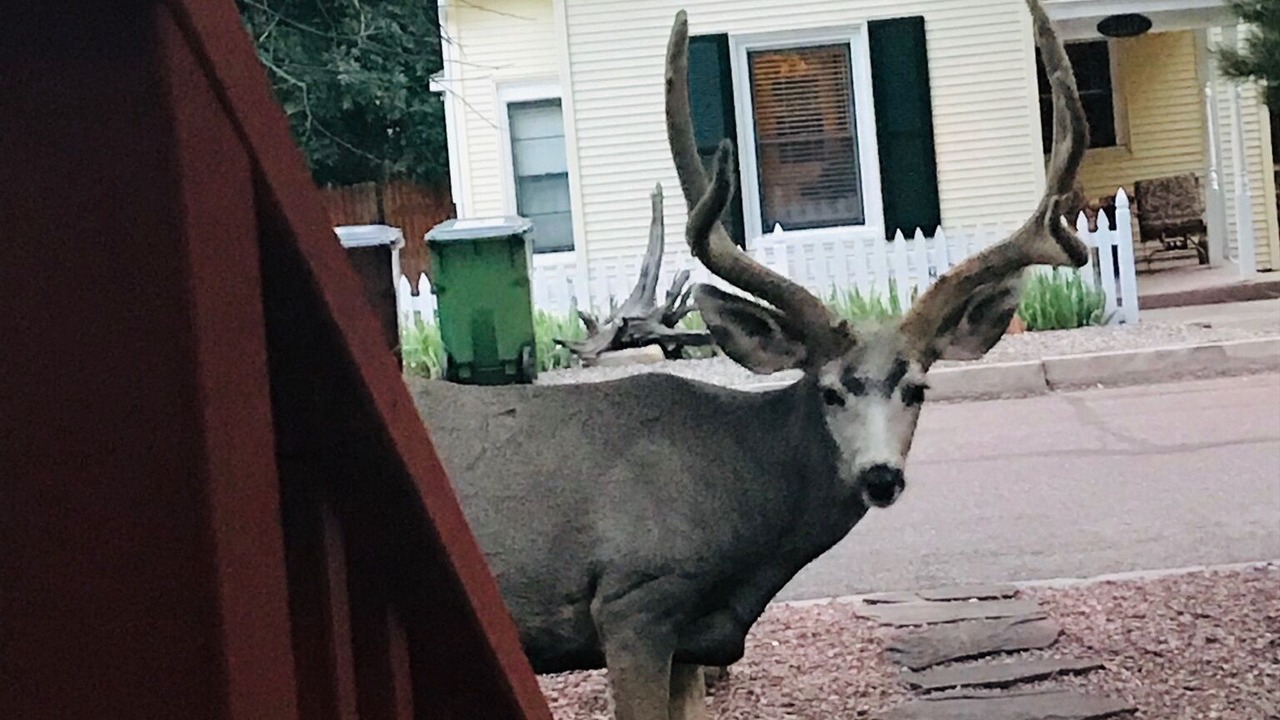Photo of Others in Colorado Springs