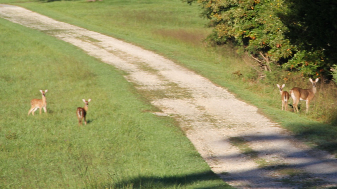 Photo of Others in Wright City