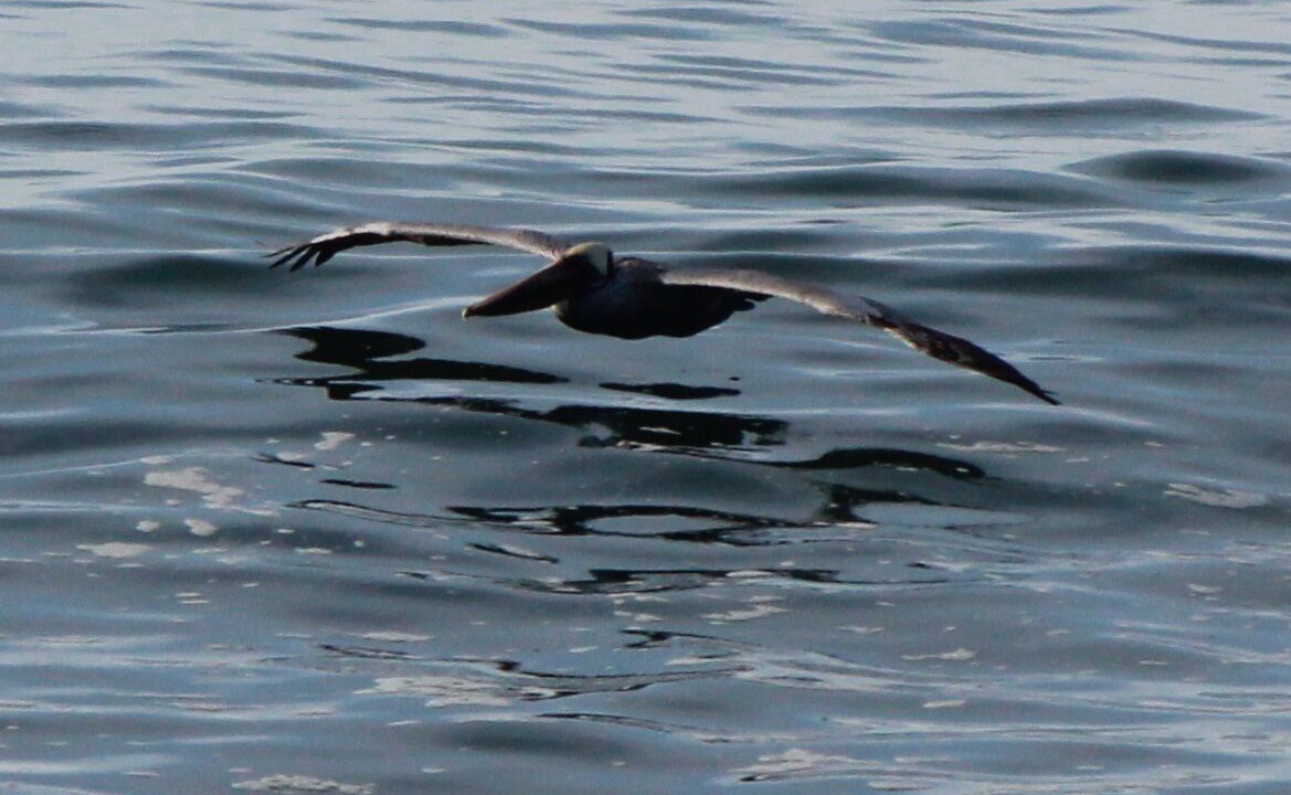 Photo of Others in Las Gaviotas
