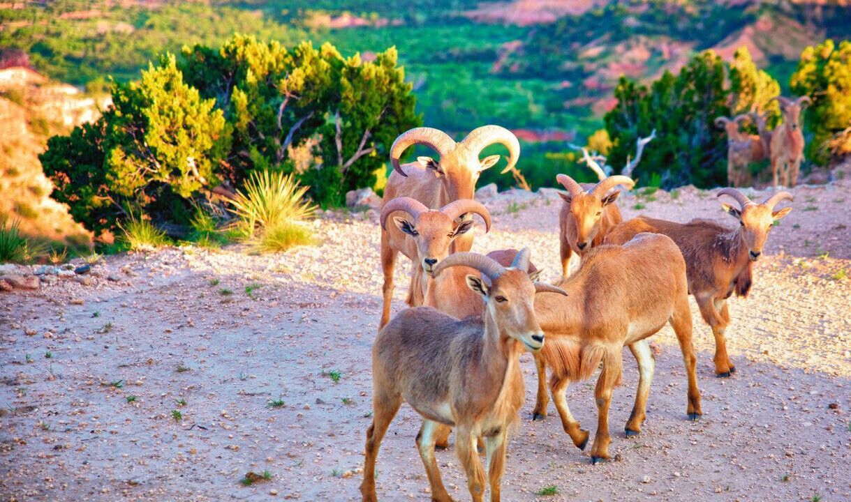 Photo of Others in Canyon