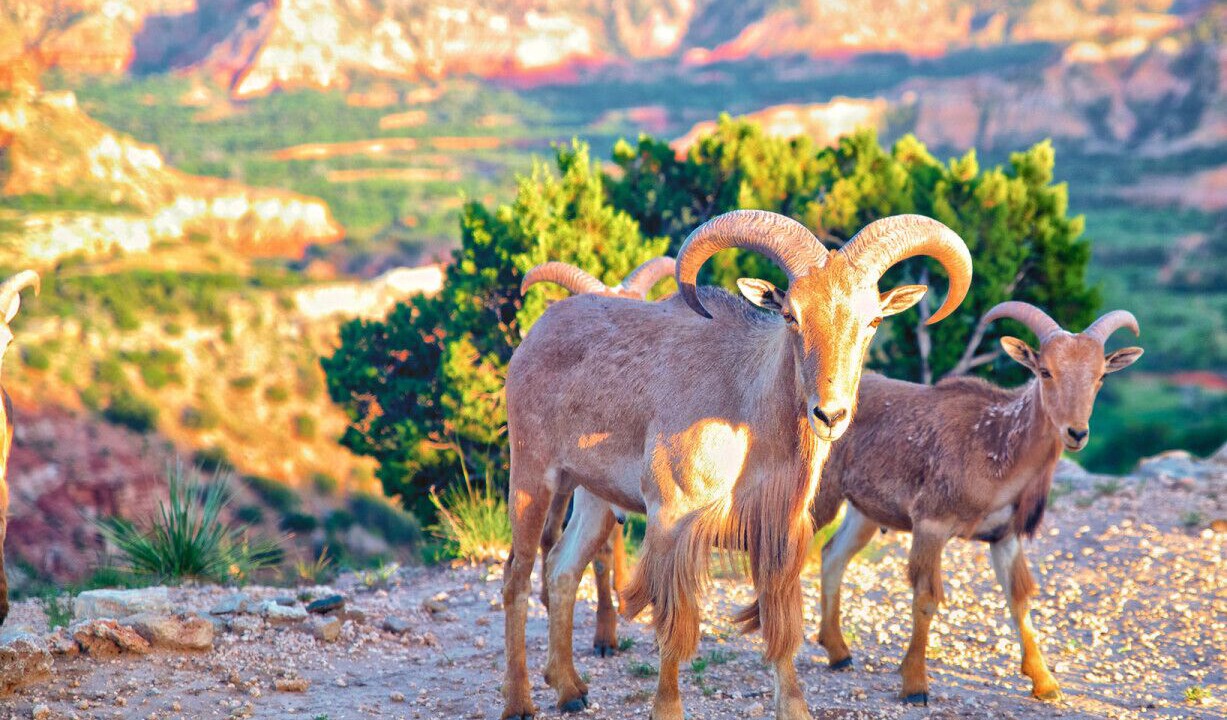 Photo of Others in Canyon