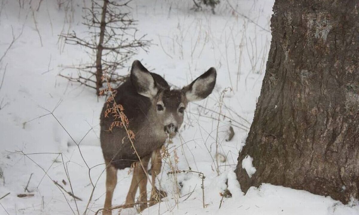 Photo of Others in Sundance