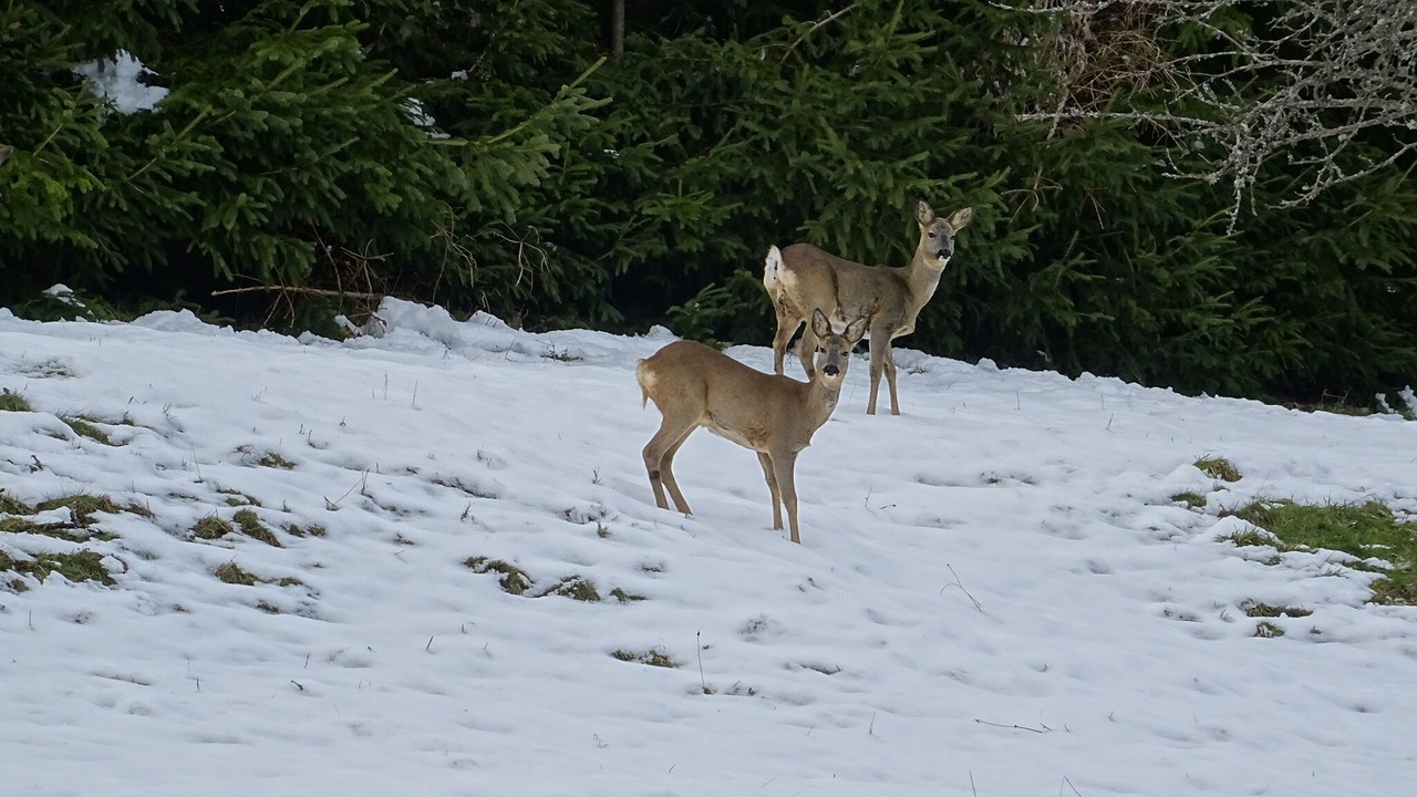 Photo of Outdoor in Breitenbach-Haut-Rhin