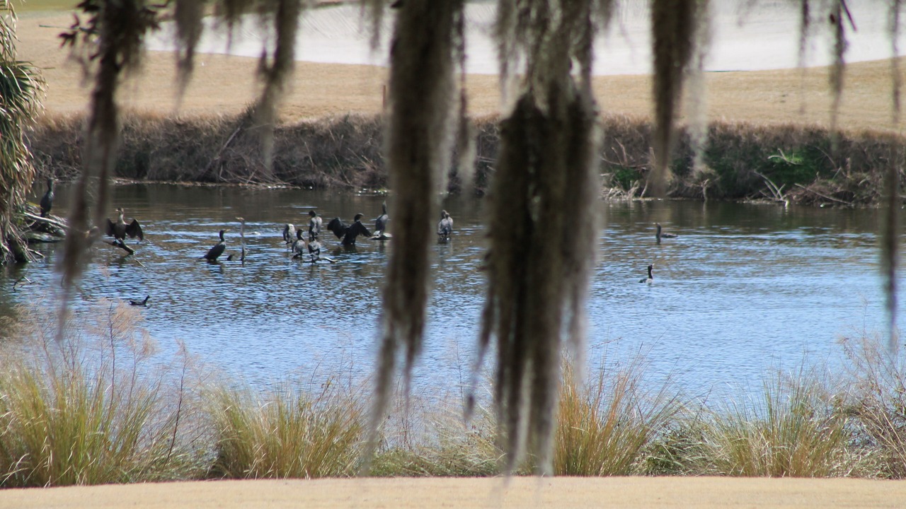 Photo of Others in Palmetto Dunes