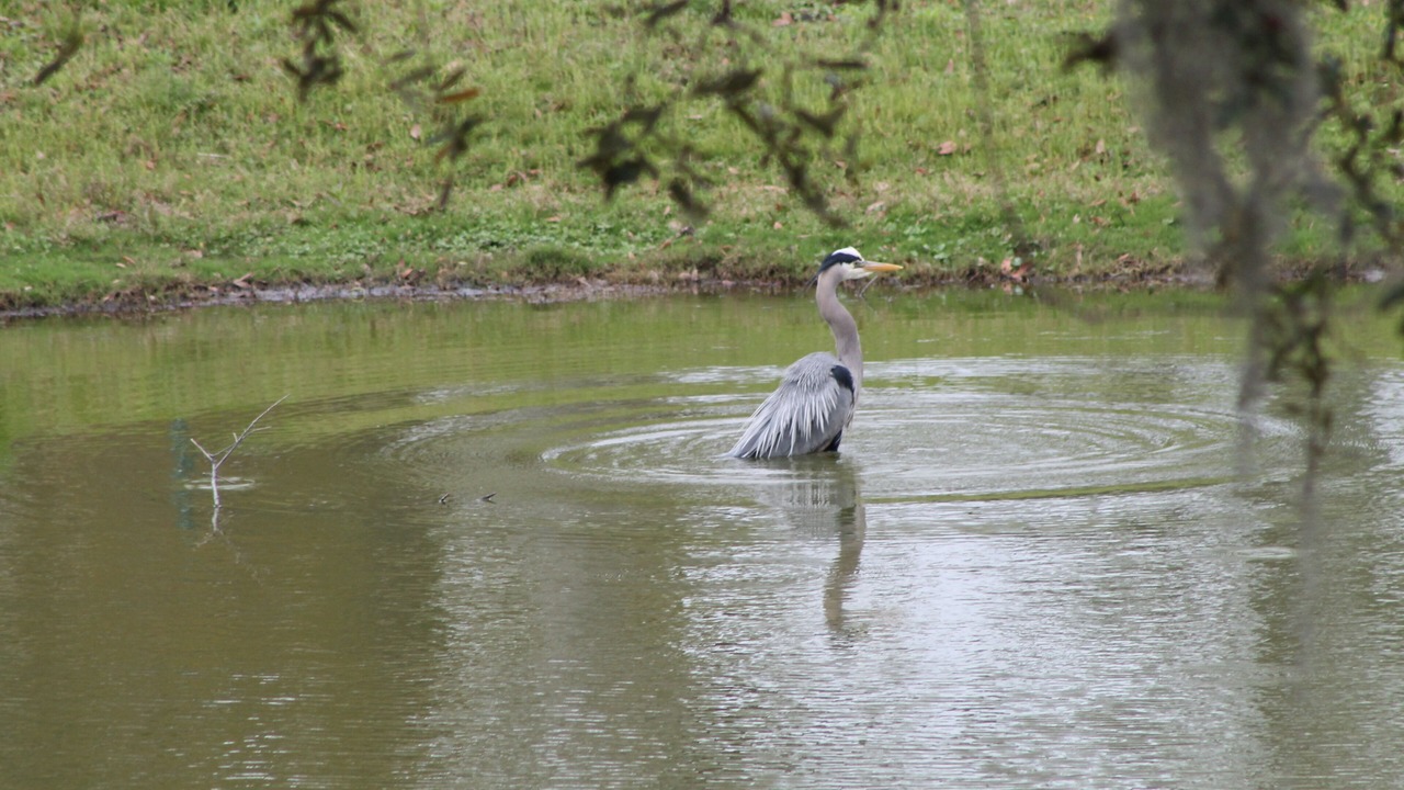 Photo of Others in Palmetto Dunes