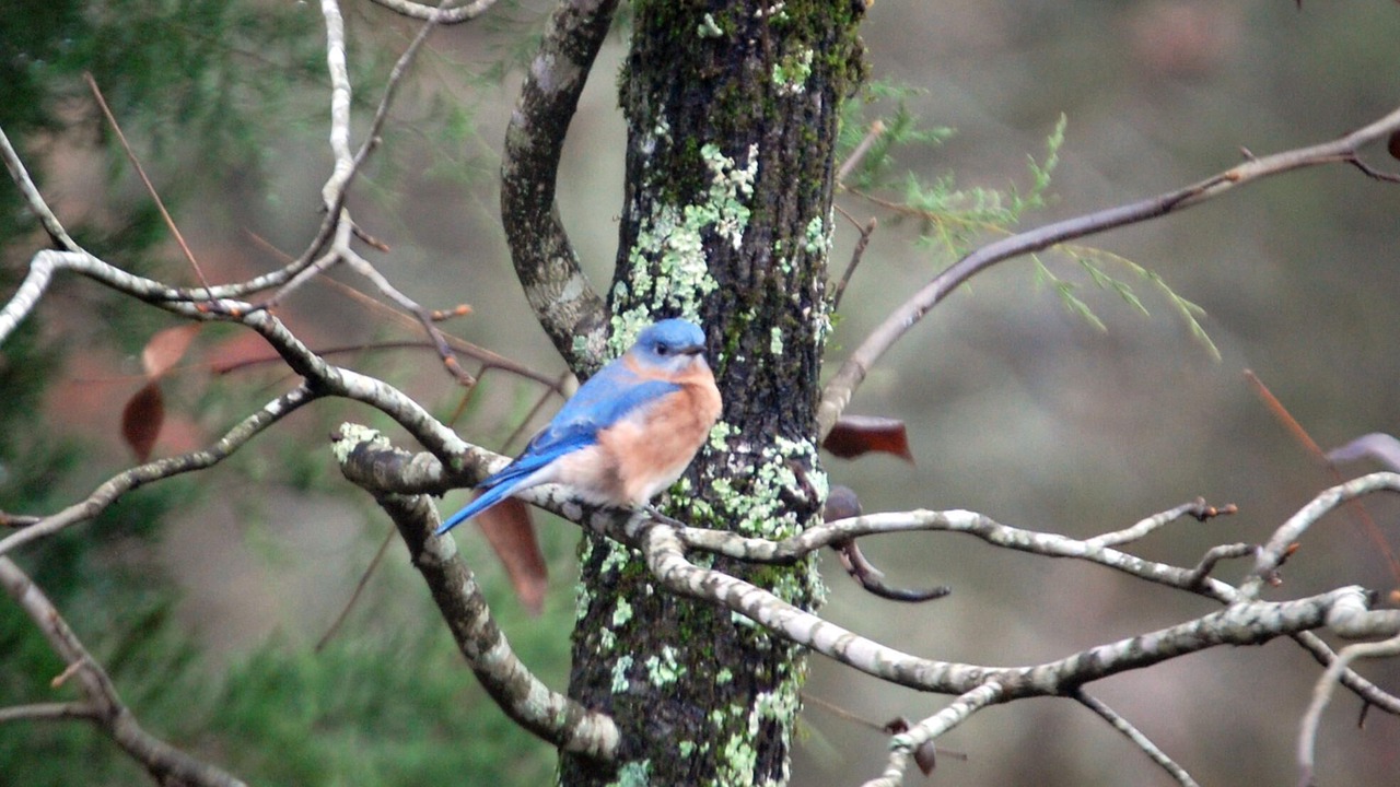 Photo of Others in Hot Springs Village