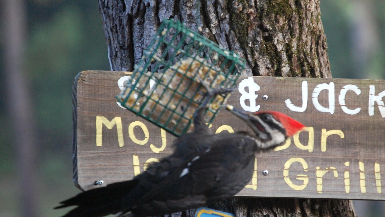 Photo of Others in Hot Springs Village