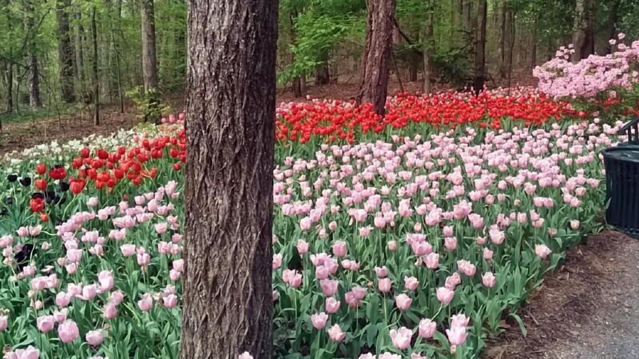 Photo of Others in Hot Springs Village