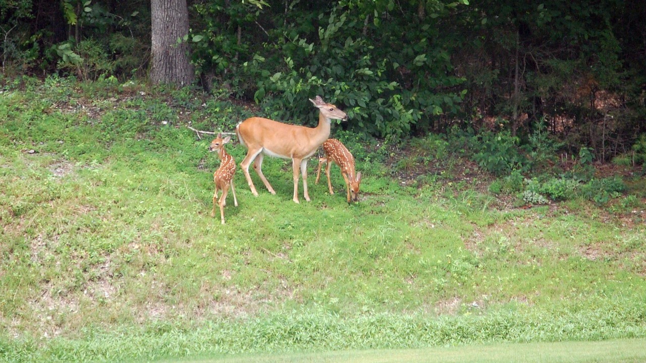 Photo of Others in Hot Springs Village