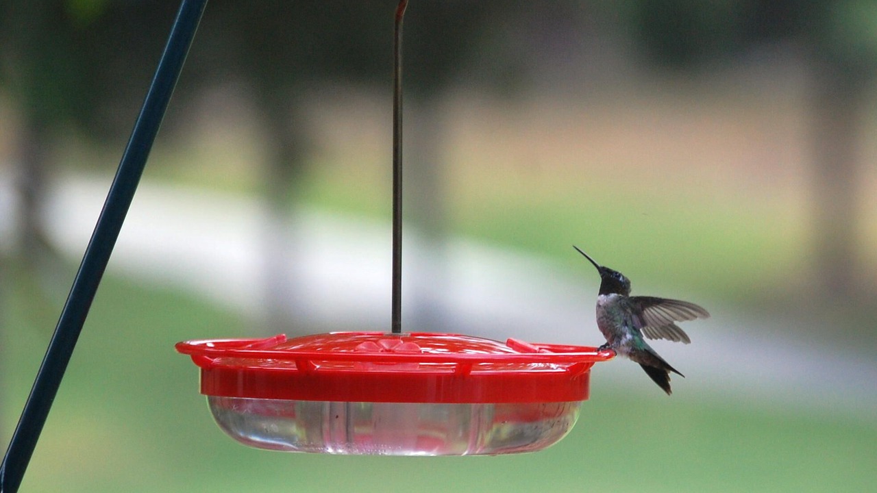 Photo of Others in Hot Springs Village