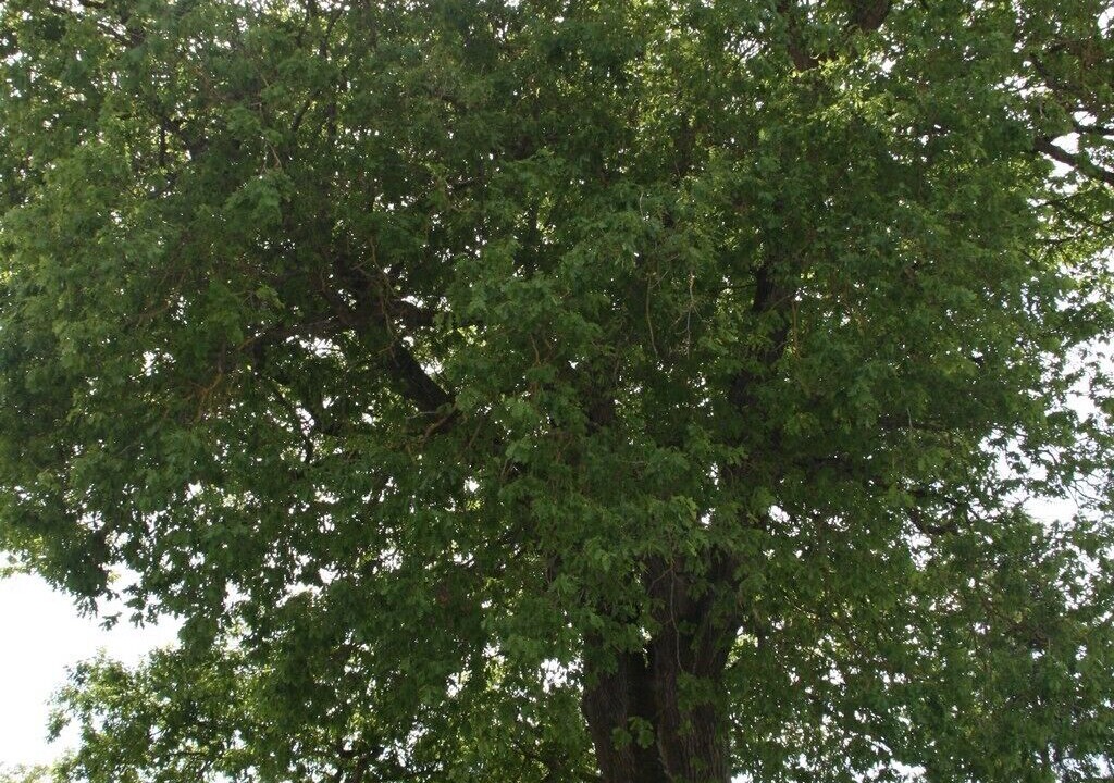 Photo of Others in Clomot