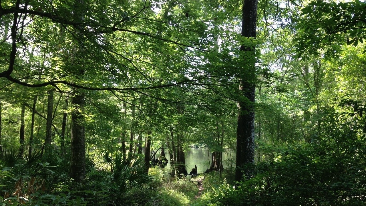 Photo of Others in Fort White