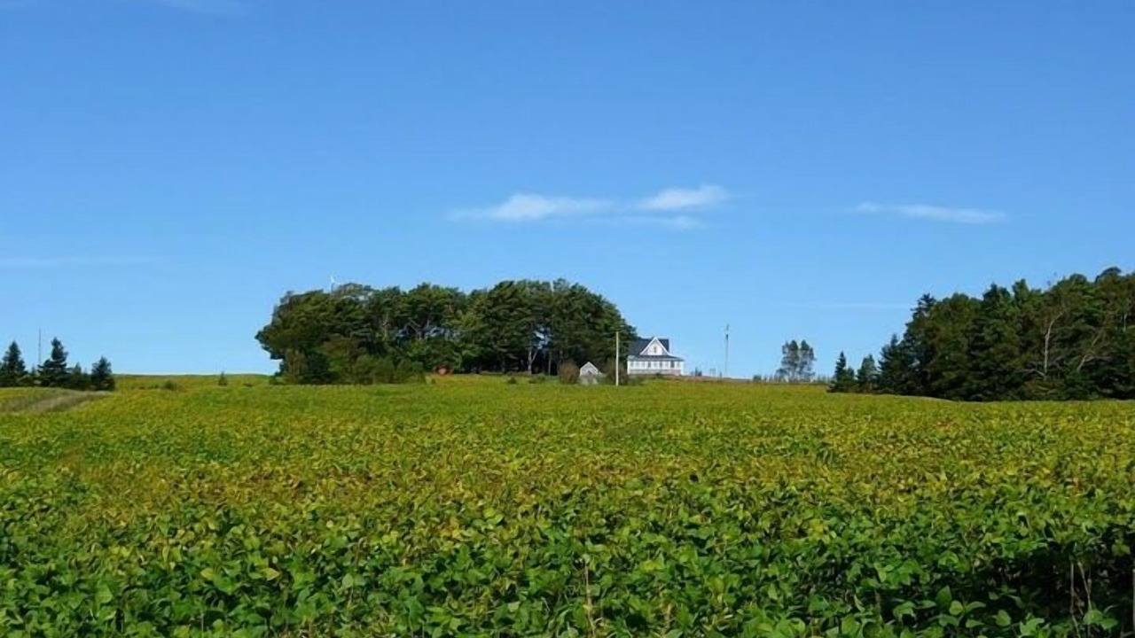 Photo of Others in Belle River
