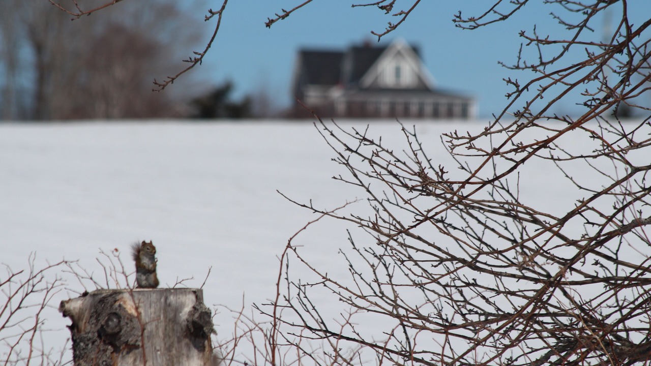 Photo of Outdoor in Belle River