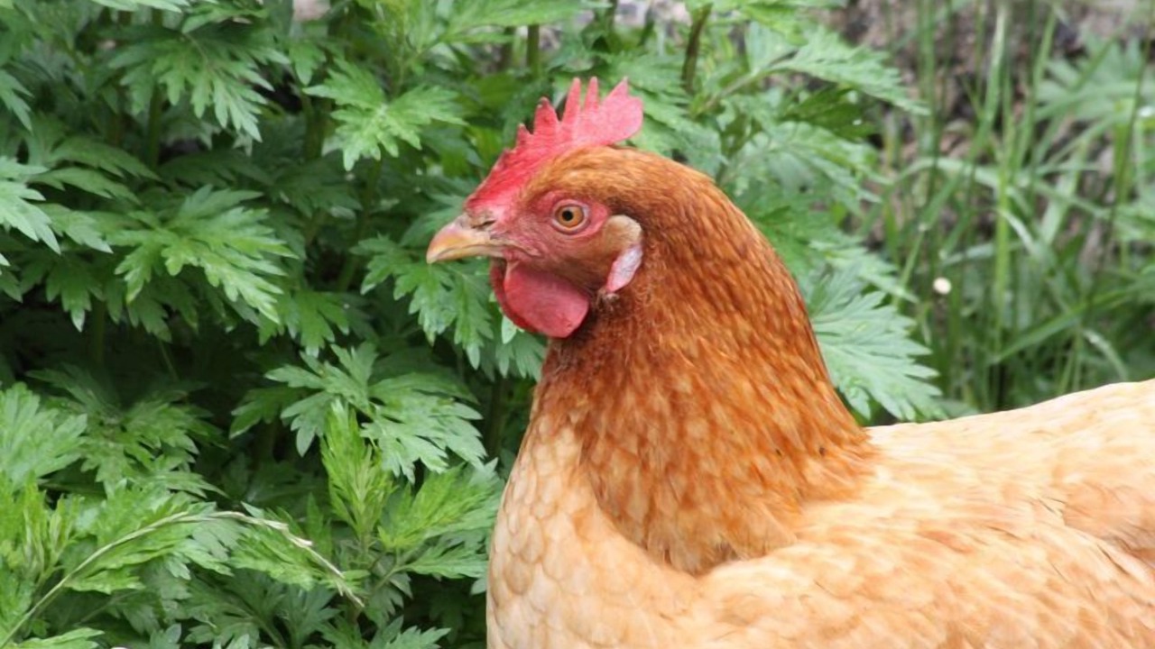 Photo of Outdoor in Monlet