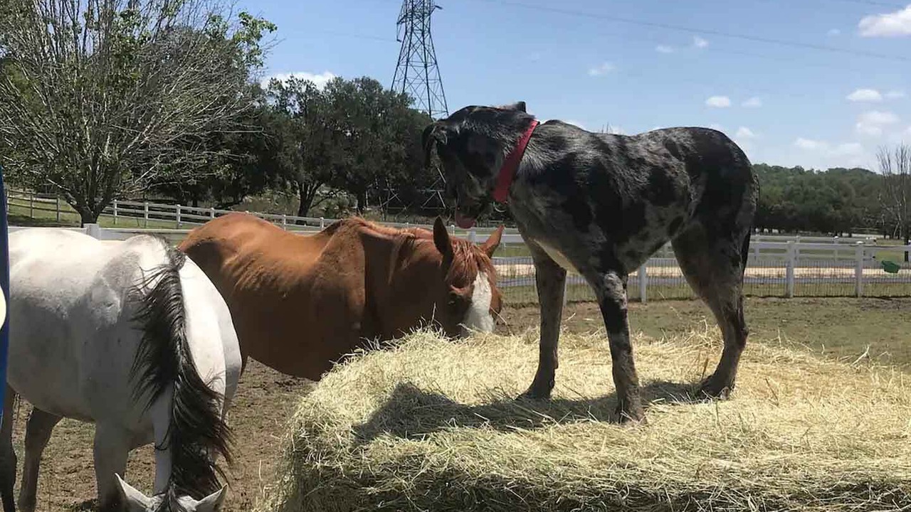Photo of Others in Boerne