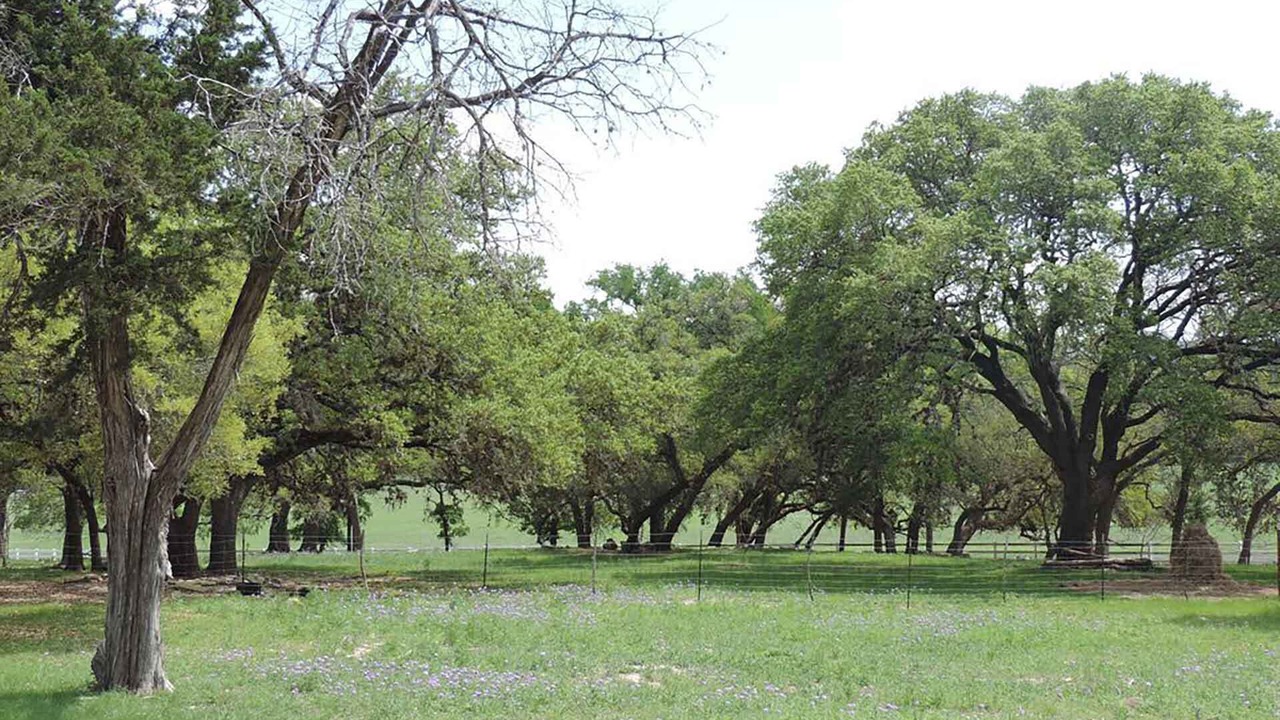 Photo of Others in Boerne