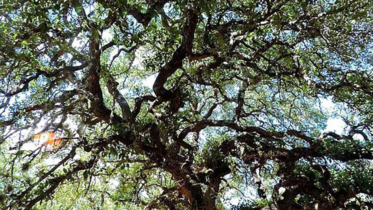 Photo of Outdoor in Boerne