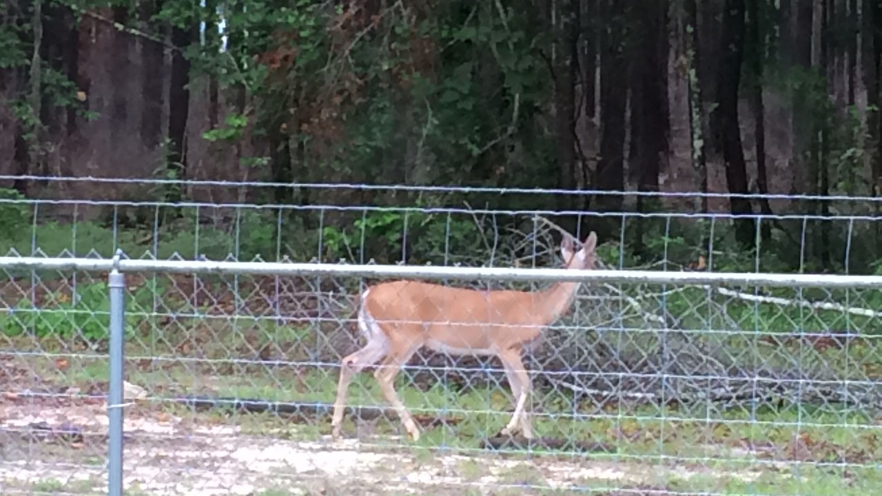 Photo of Others in Donalsonville