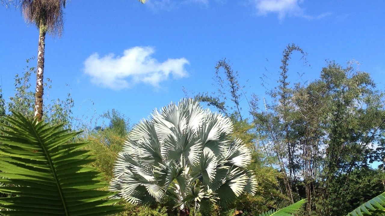 Photo of Others in Kapoho