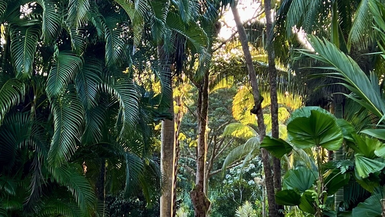 Photo of Outdoor in Kapoho