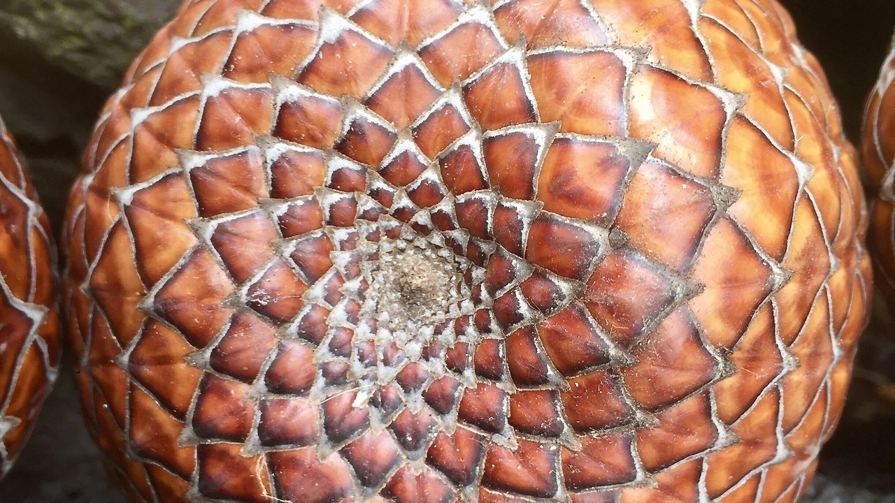 Photo of Others in Kapoho