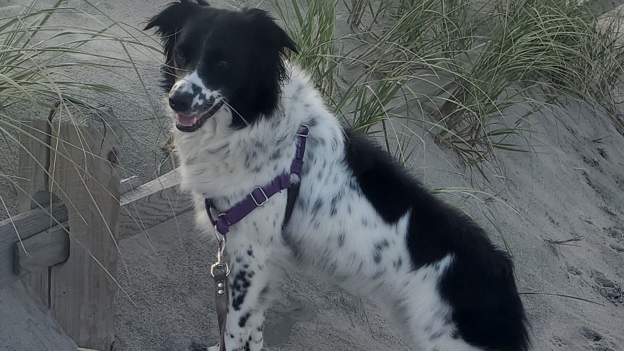 Photo of Others in South End