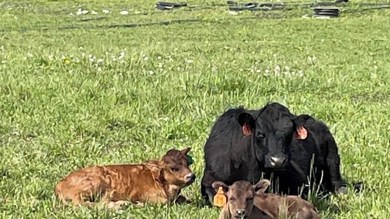 Photo of Others in Lynden