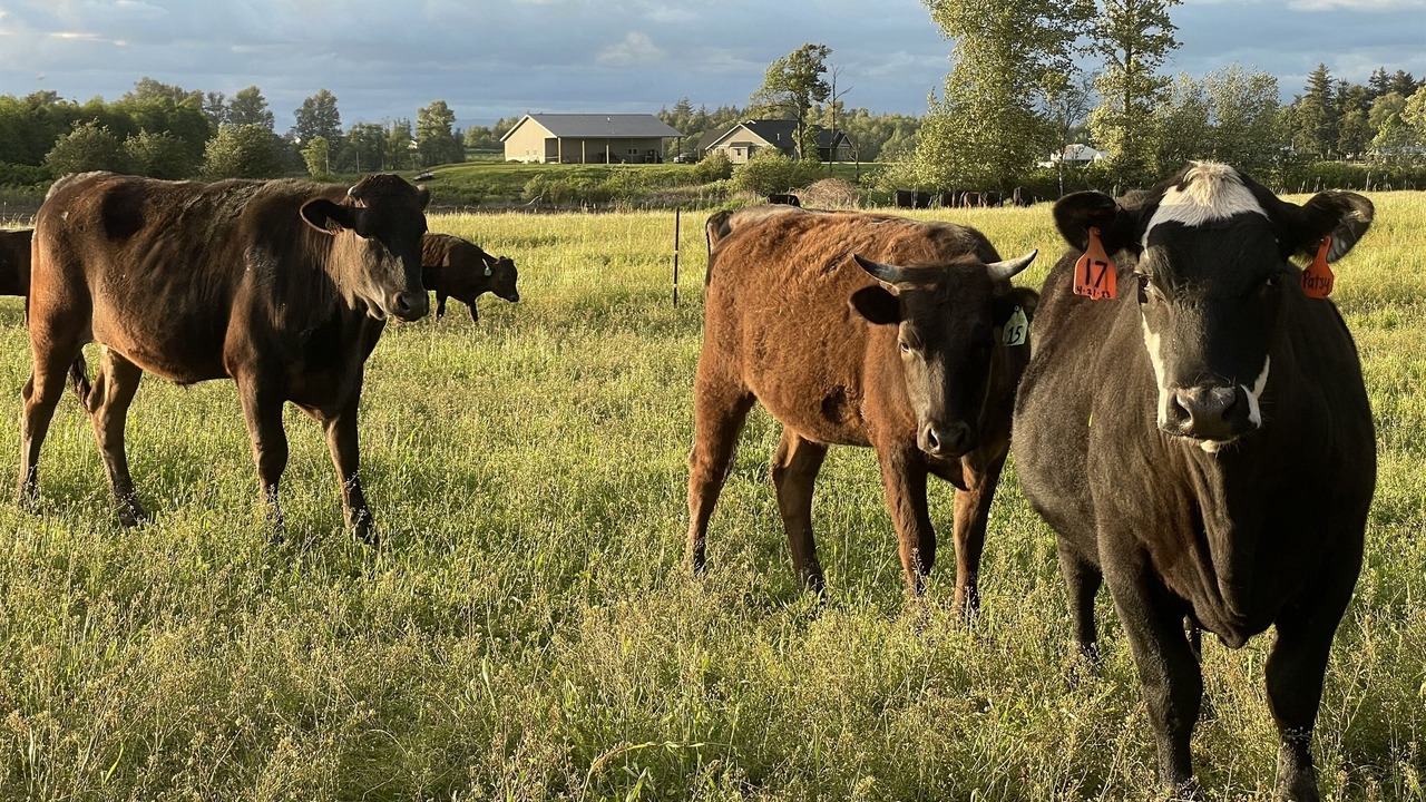 Photo of Others in Lynden