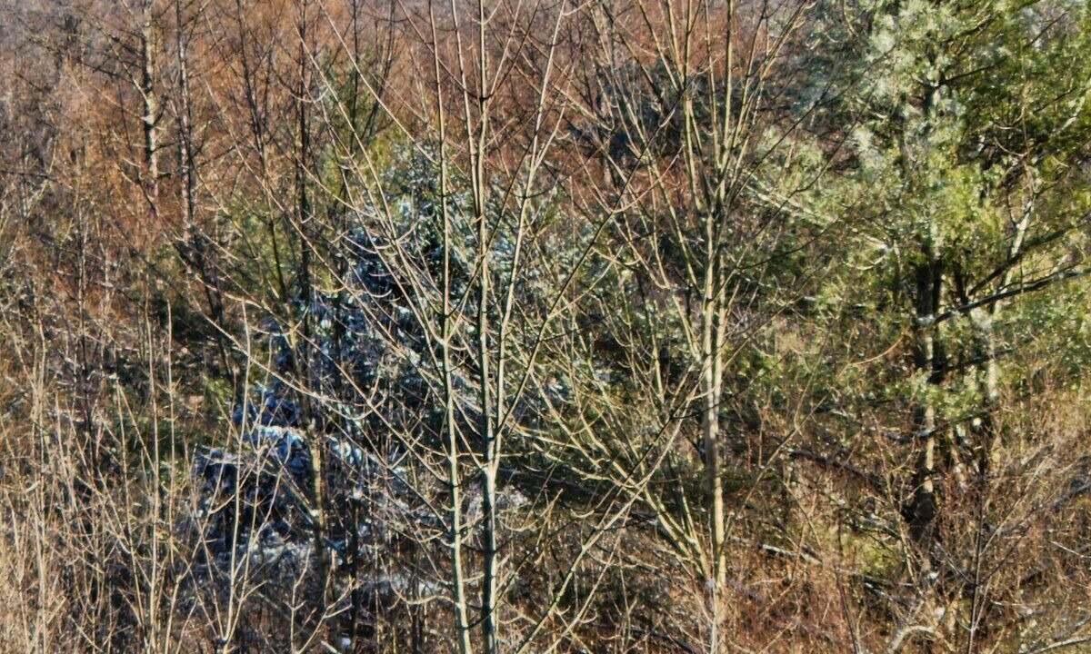Photo of Others in Etna