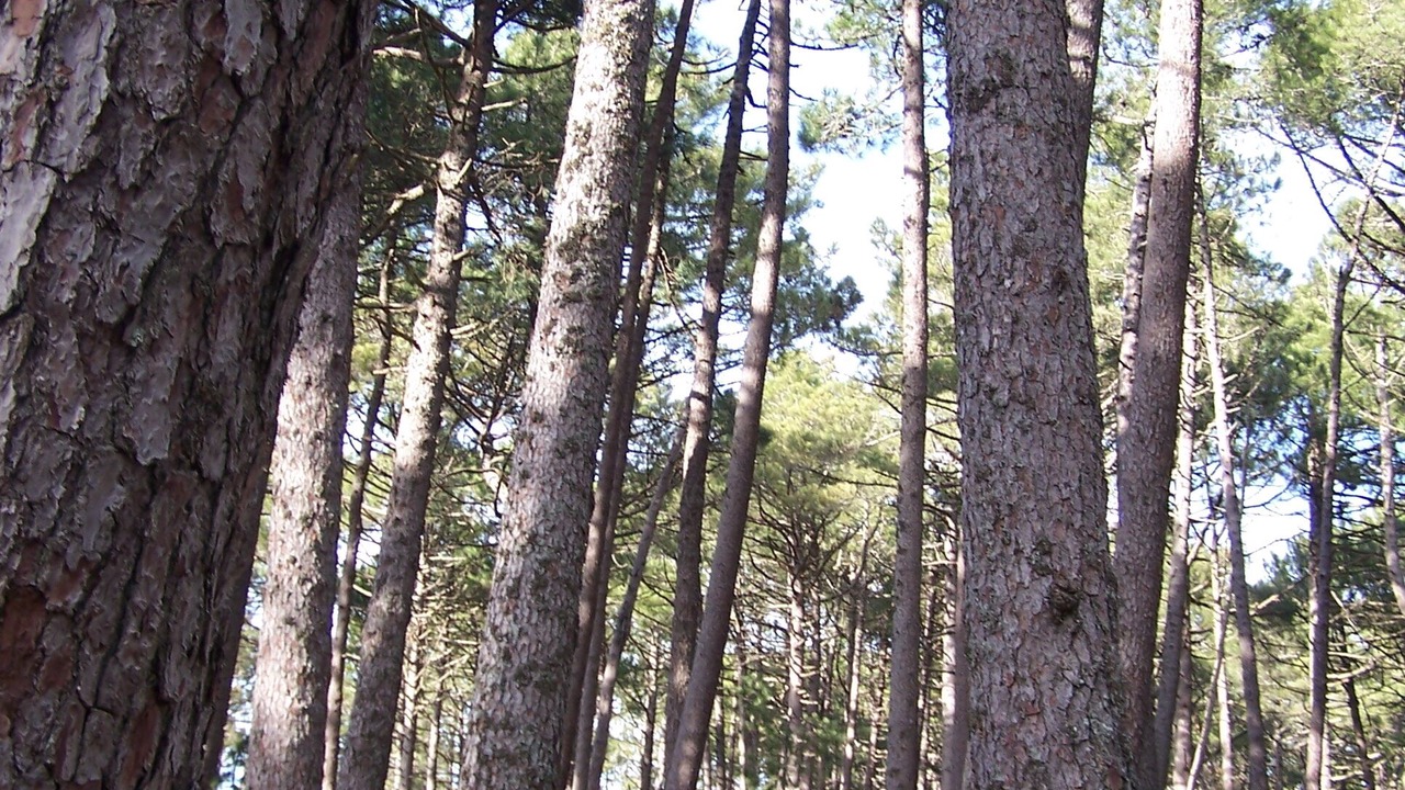 Photo of Outdoor in Sollacaro