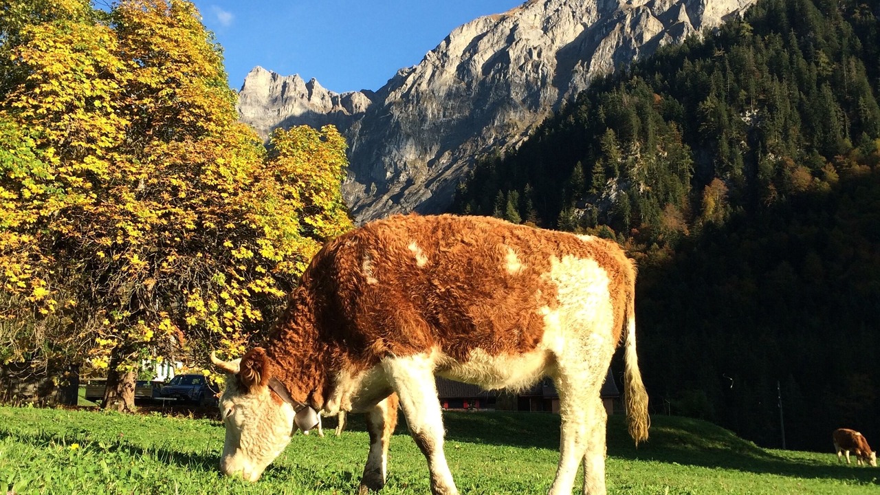 Photo of Outdoor in Les Plans-sur-Bex