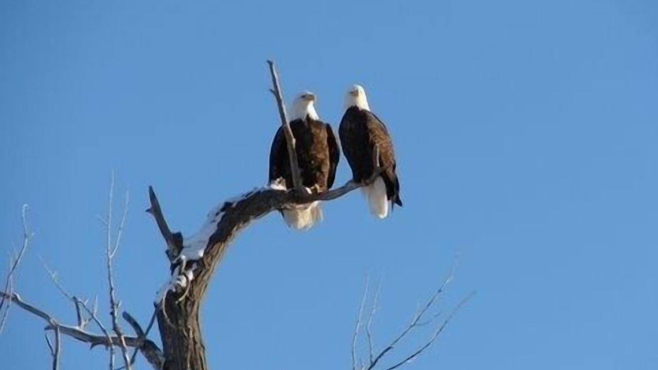 Photo of Others in Emigrant