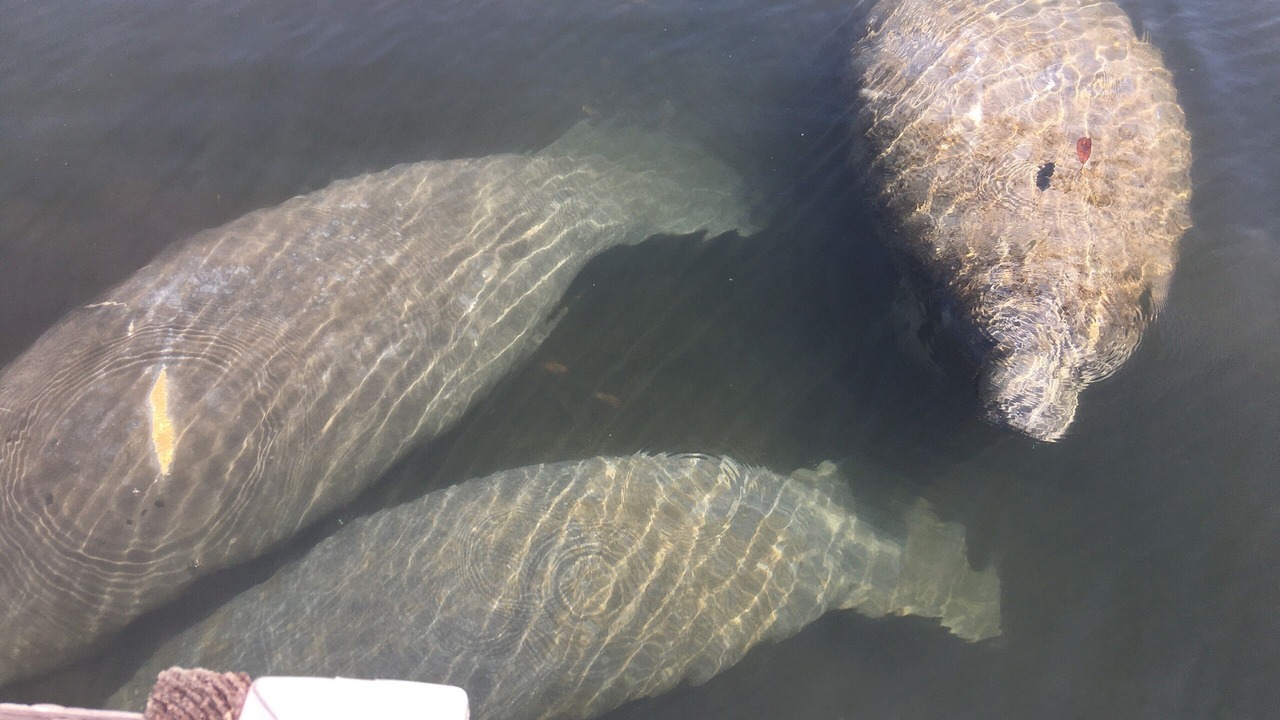 Photo of Outdoor in Weeki Wachee Gardens