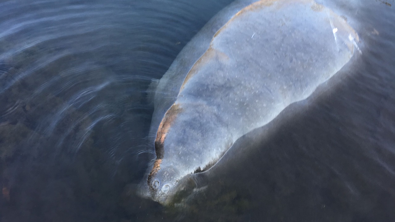 Photo of Others in Weeki Wachee Gardens