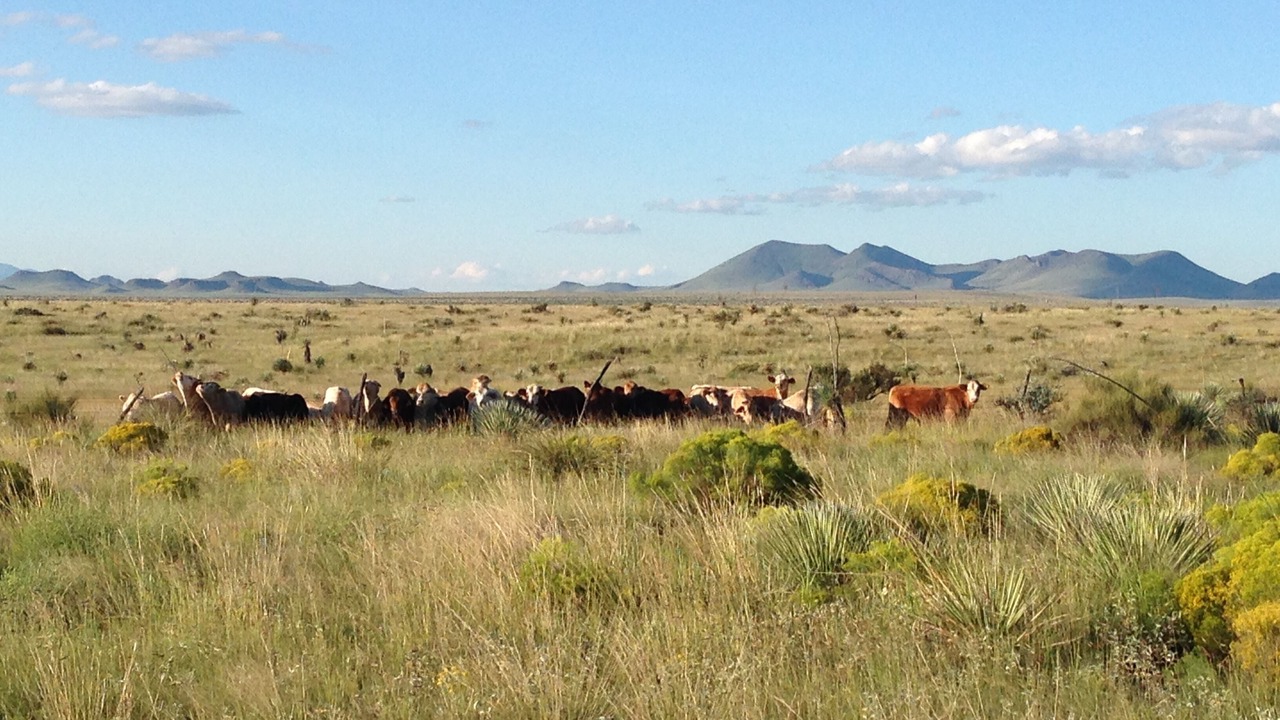 Photo of Others in Marfa