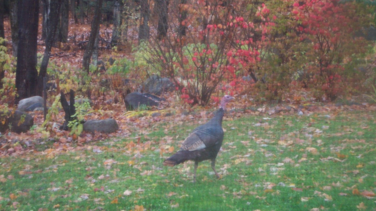 Photo of Others in Stony Creek