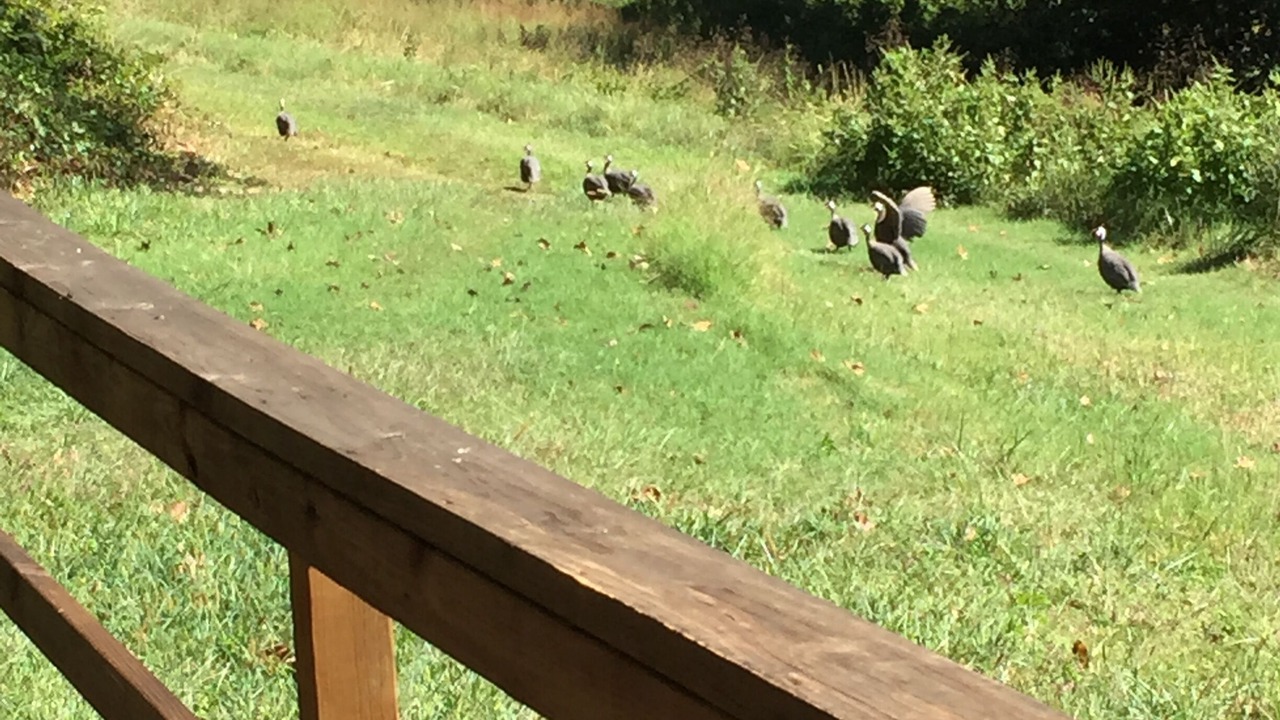 Photo of Others in Harriet
