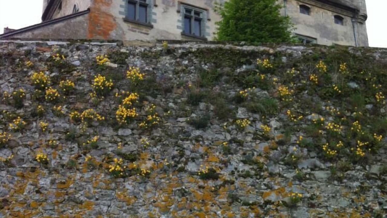 Photo of Others in Thollon-les-Memises