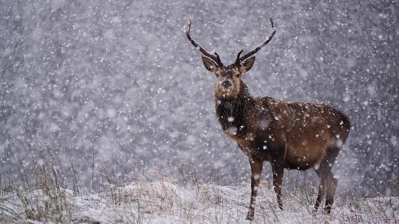 Photo of Others in Torcastle