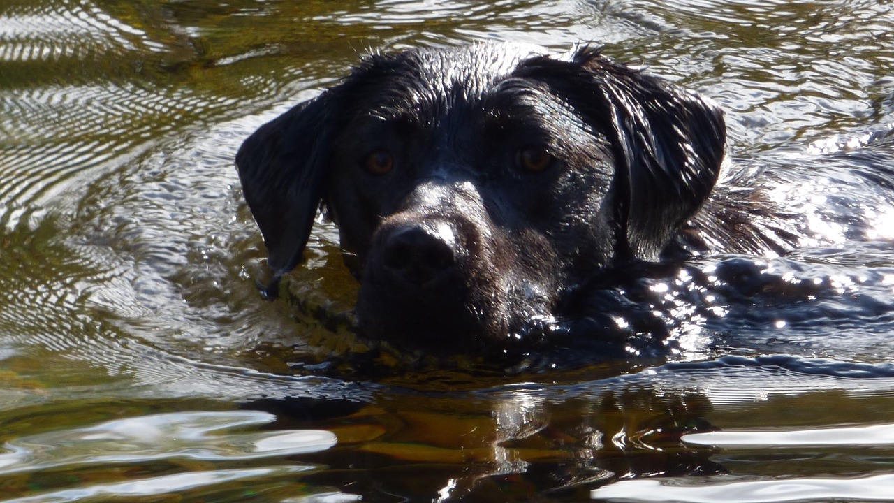 Photo of Others in Torcastle