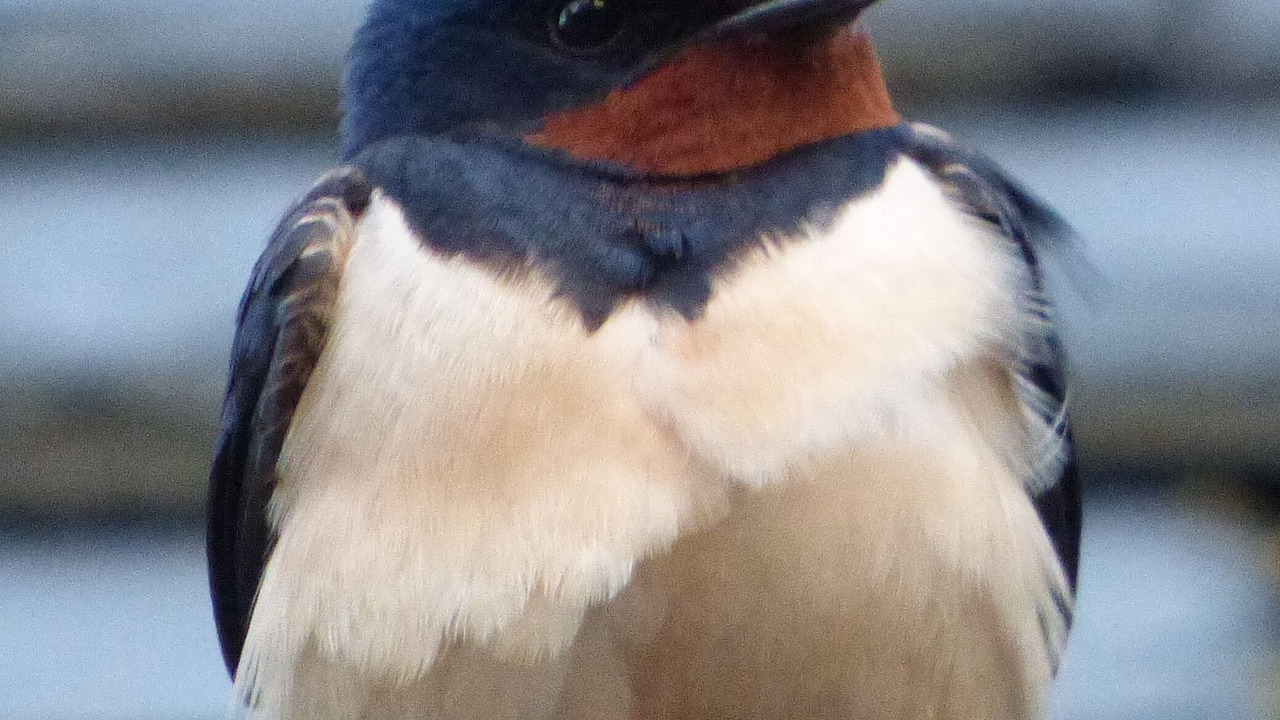 Photo of Others in Torcastle