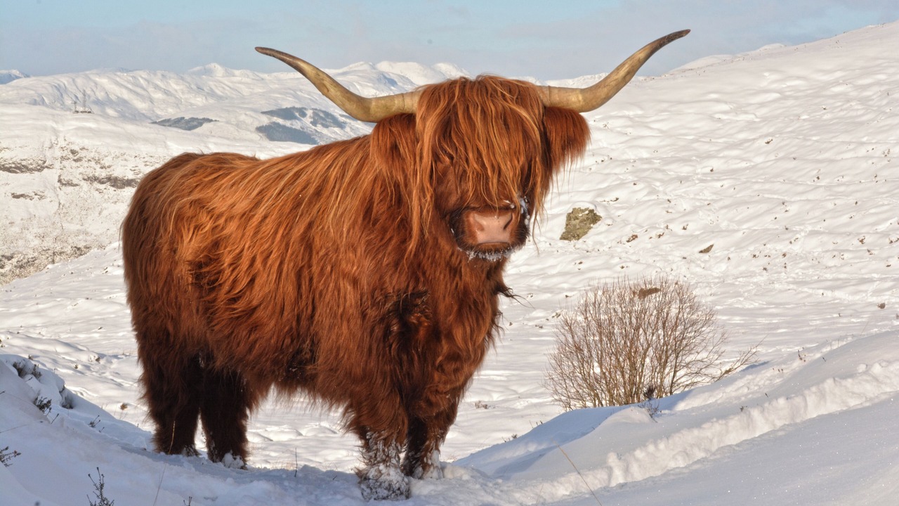 Photo of Others in Torcastle