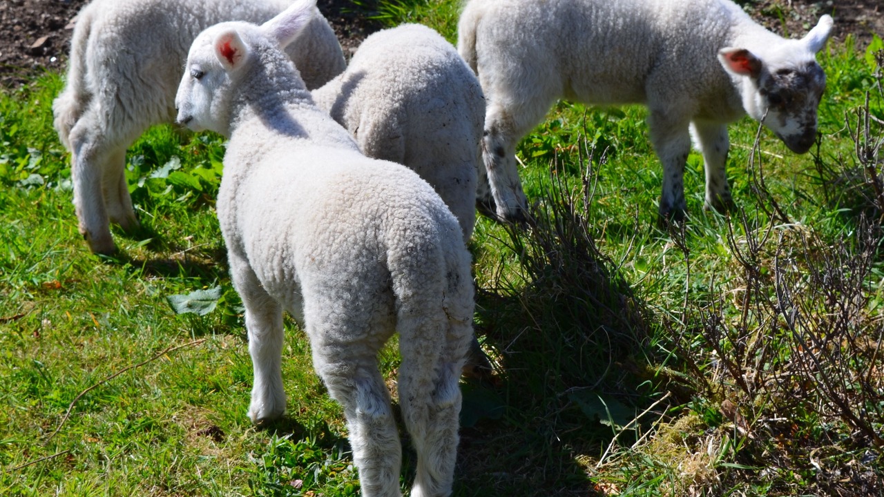 Photo of Others in Torcastle