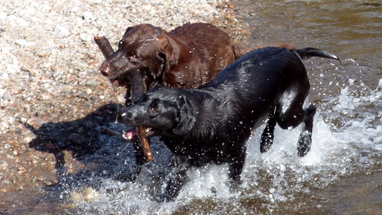 Photo of Others in Torcastle