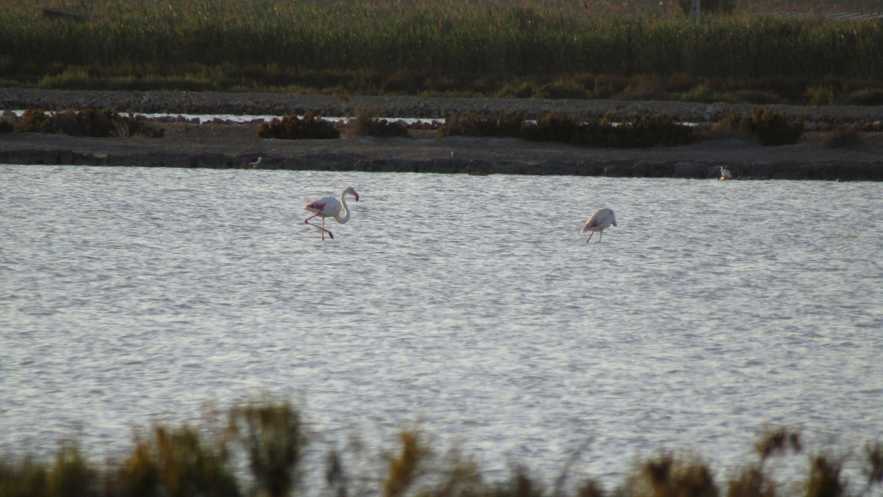 Photo of Others in Torrevieja