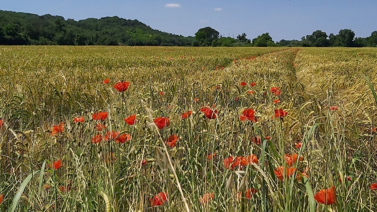 Photo of Outdoor in Rochegude